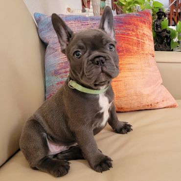 Cosmo is a Blue Male French Bulldog Puppy posing for frenchie pups texas.