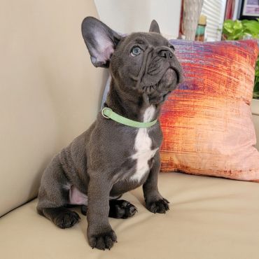 Cosmo is a Blue Male French Bulldog Puppy posing for frenchie pups texas.
