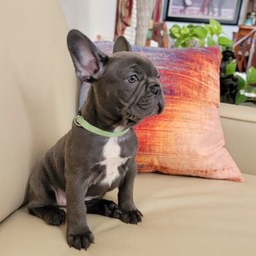 Cosmo is a Blue Male French Bulldog Puppy posing for frenchie pups texas.