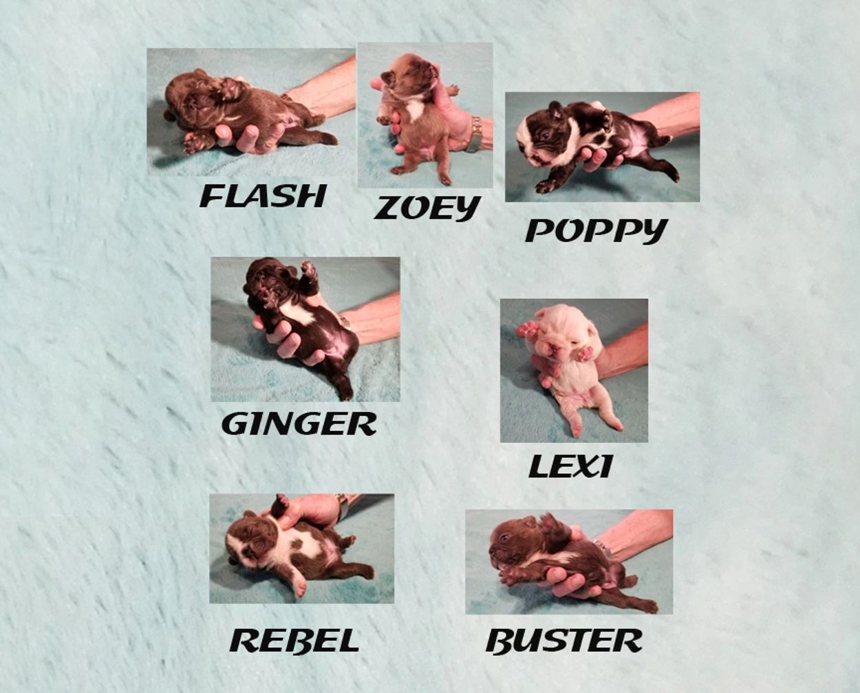 Seven adorable newborn puppies held gently, each with a unique name.