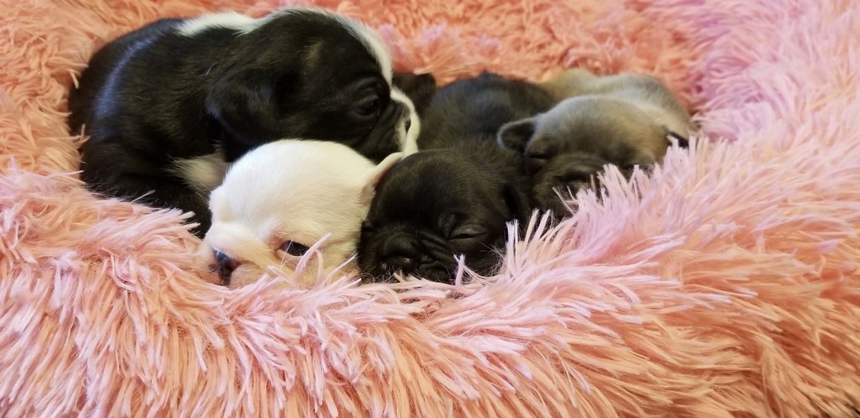 Four adorable puppies snuggled together on a fluffy pink bed.