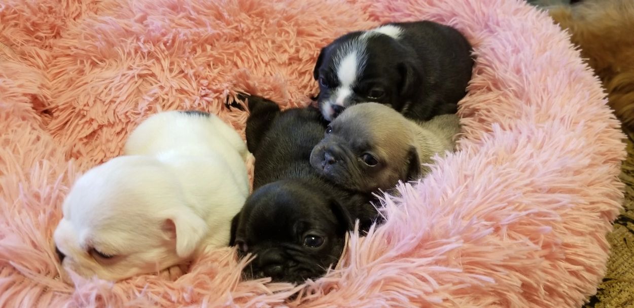 A group of five adorable puppies cuddling on a fluffy pink bed.
