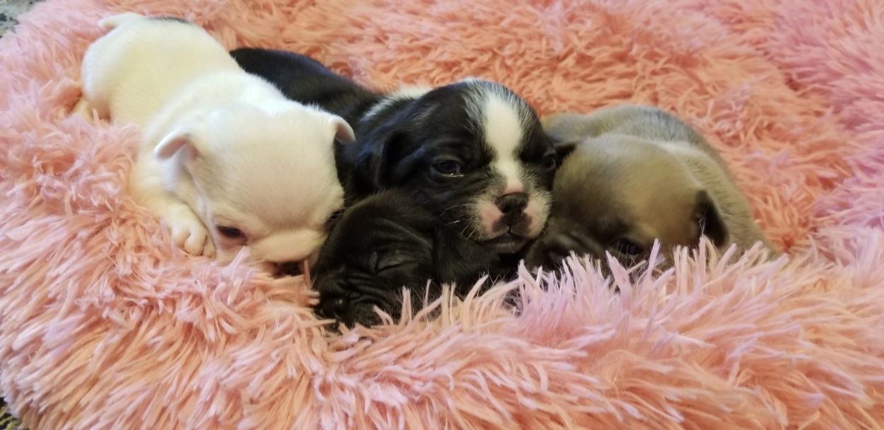 Four adorable puppies cuddling on a fluffy pink blanket.