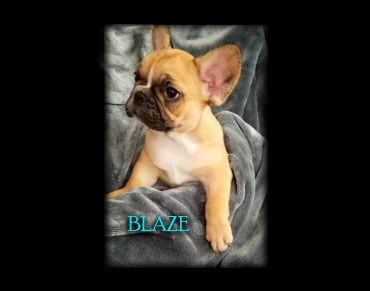 Adorable French Bulldog puppy named Blaze on a cozy gray blanket.