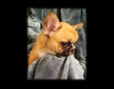A small tan French Bulldog resting on a gray blanket.