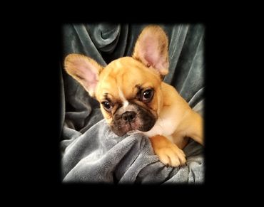 A cute French Bulldog puppy resting on a soft gray blanket.
