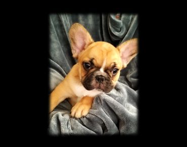 Cute French Bulldog puppy on a gray blanket.