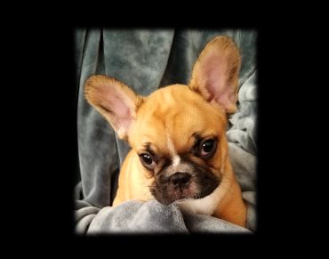 Close-up of a small tan French Bulldog puppy with big ears on a gray blanket.