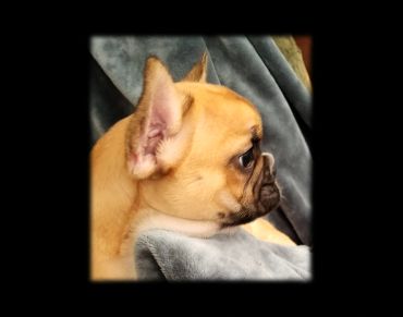 Side profile of a tan French Bulldog resting on a gray blanket.