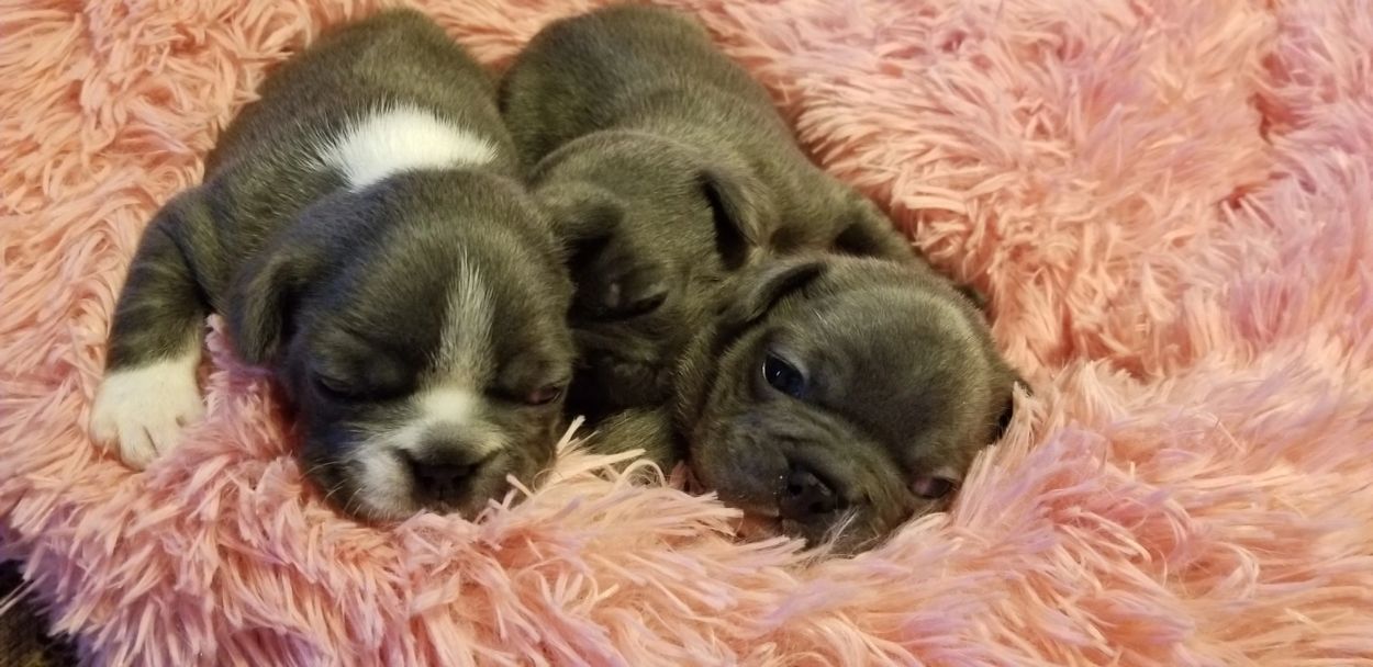 Two adorable puppies cuddling on a fluffy pink blanket.