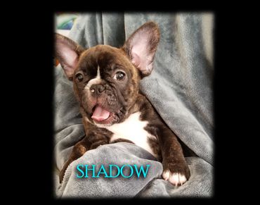 Happy French Bulldog puppy named Shadow wrapped in a gray blanket.