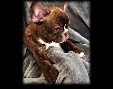 Brindle French Bulldog puppy resting on a cozy blanket.