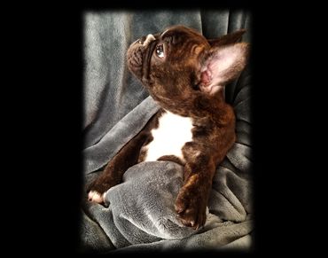 Brindle French Bulldog looking up while resting on a gray blanket.