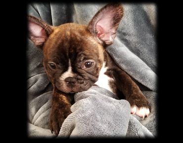 Cute puppy wrapped in a gray blanket.