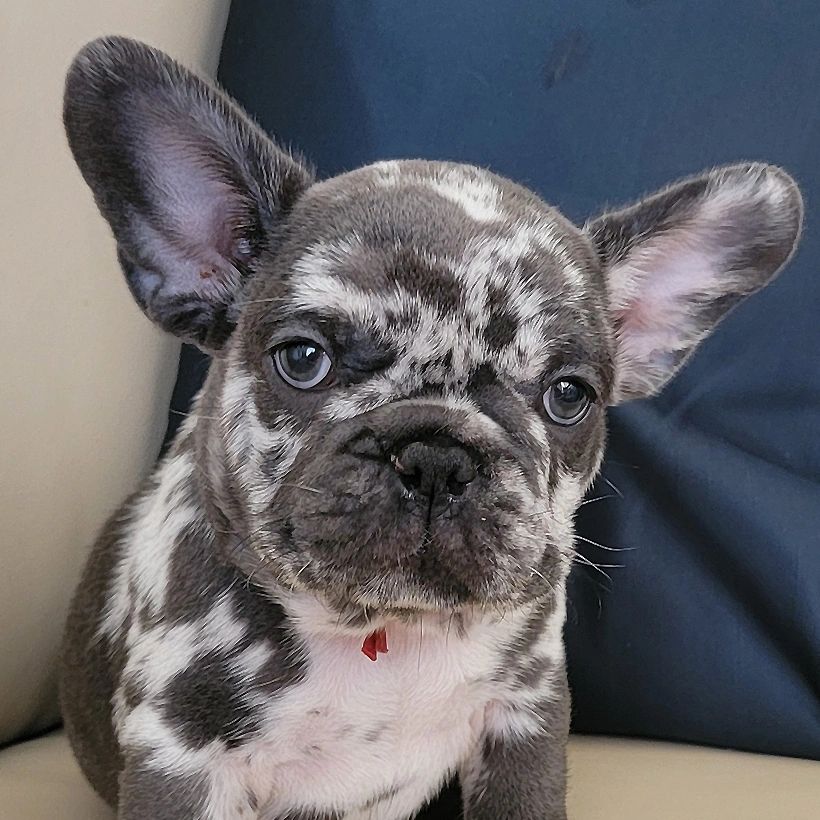 Male blue merle French Bulldog puppy named Echo looking up at camera at Frenchie Pups Texas.