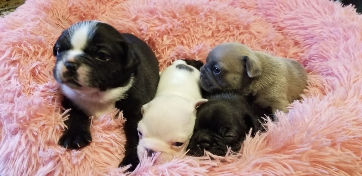 Four adorable puppies resting on a fluffy pink bed.