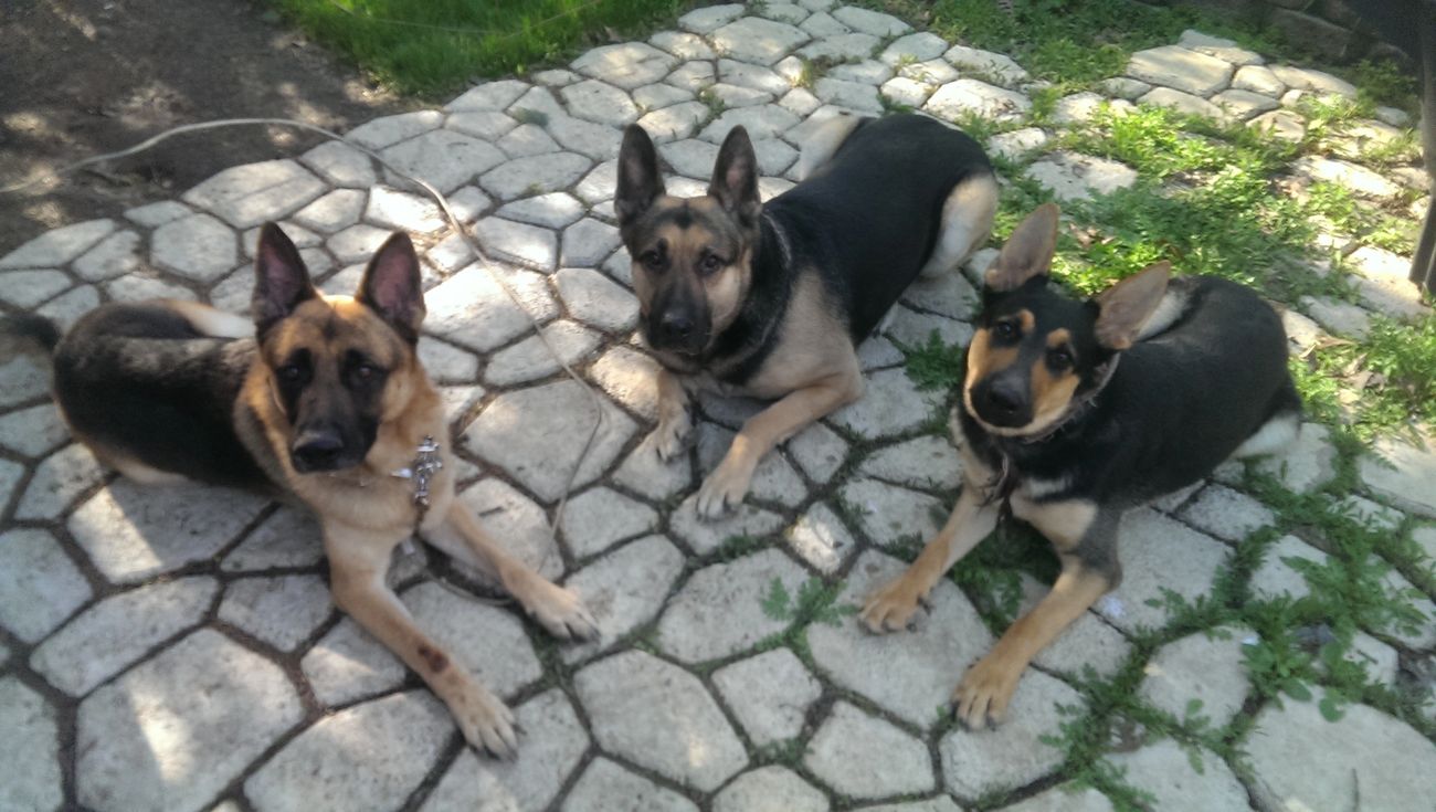 The Wolfgang Pack Dog Training German Shepherd Puppies For Sale