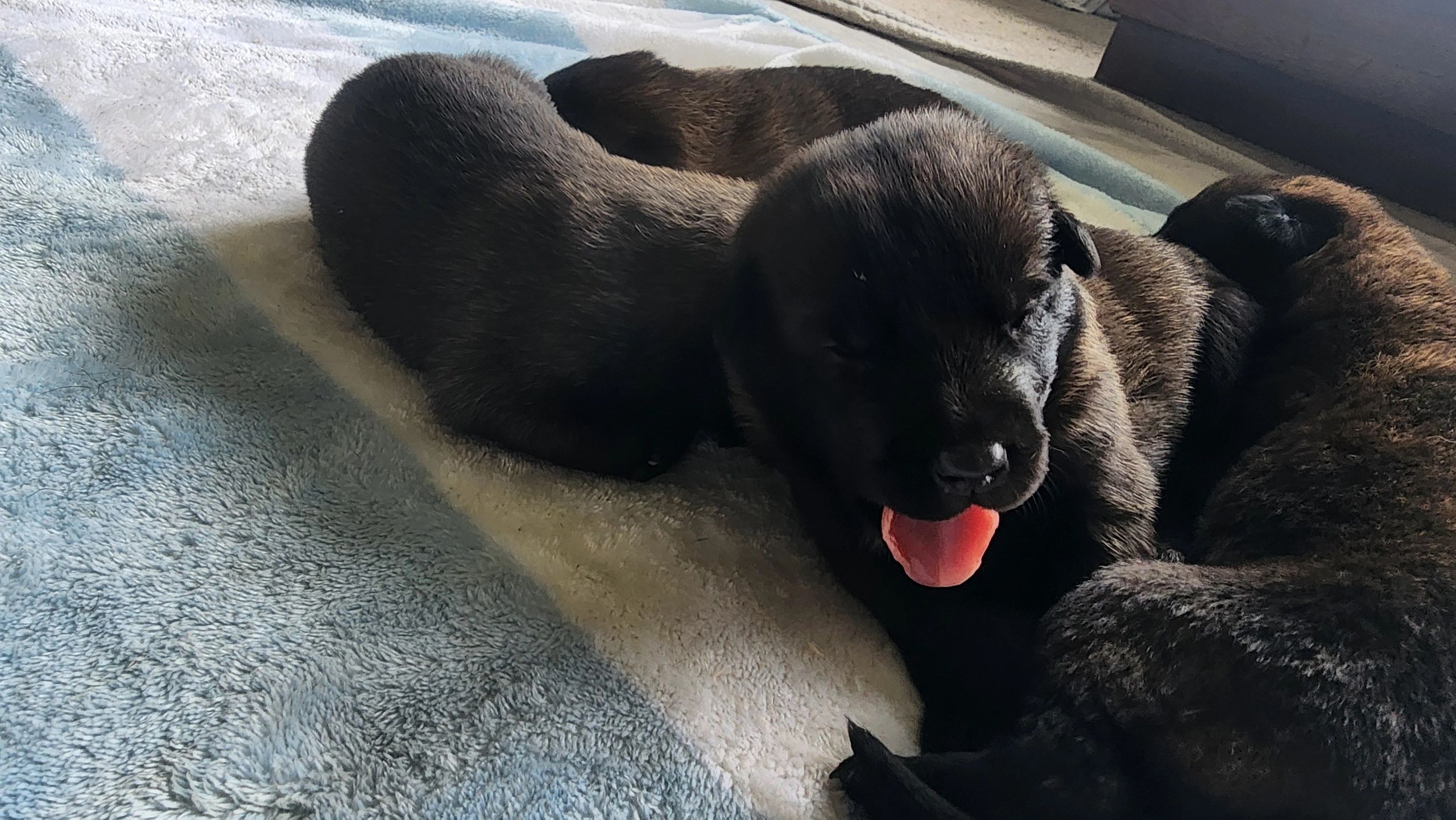 Belgian Malinois puppies for sale male and female