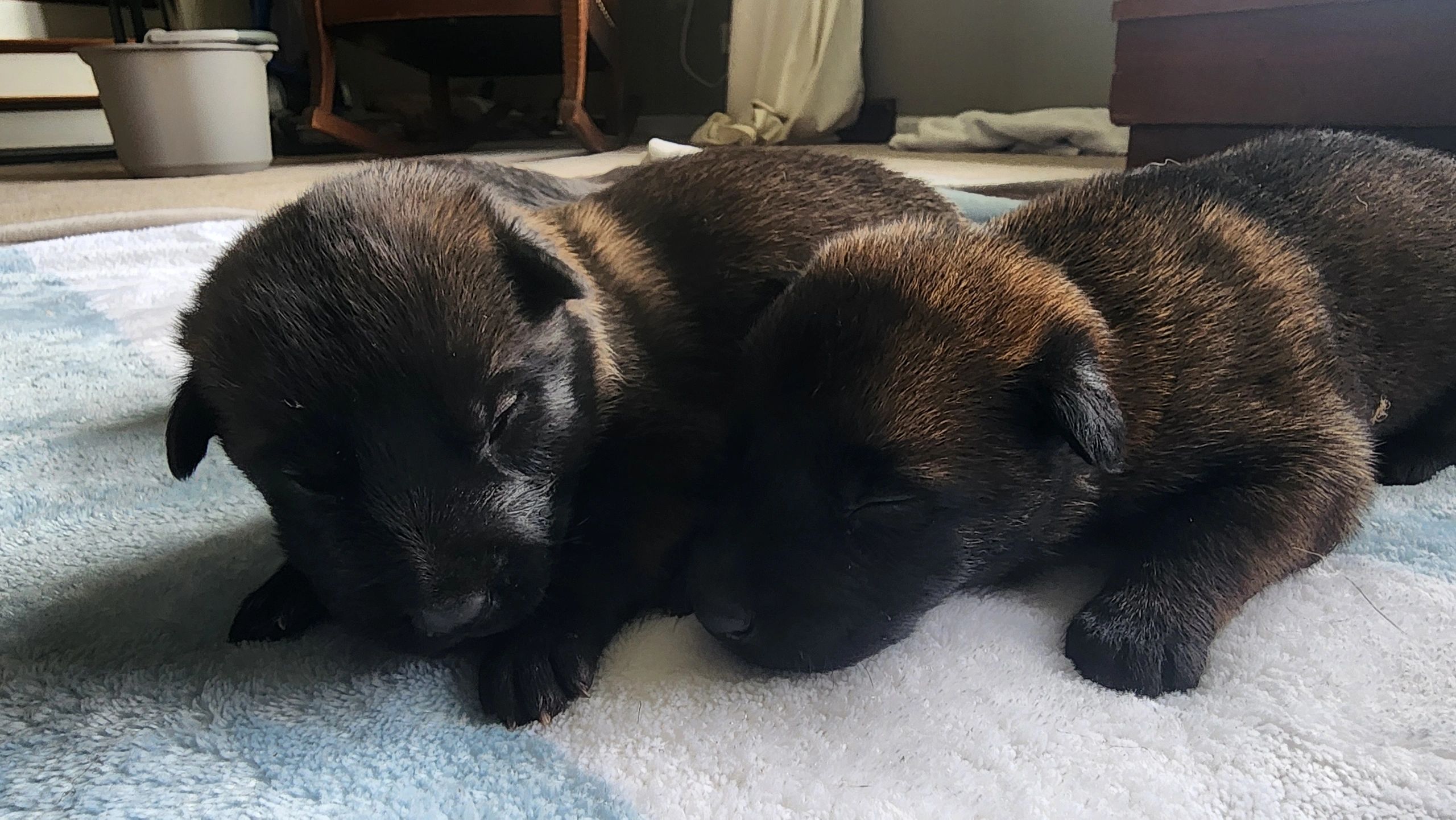 Belgian Malinois puppies for sale
