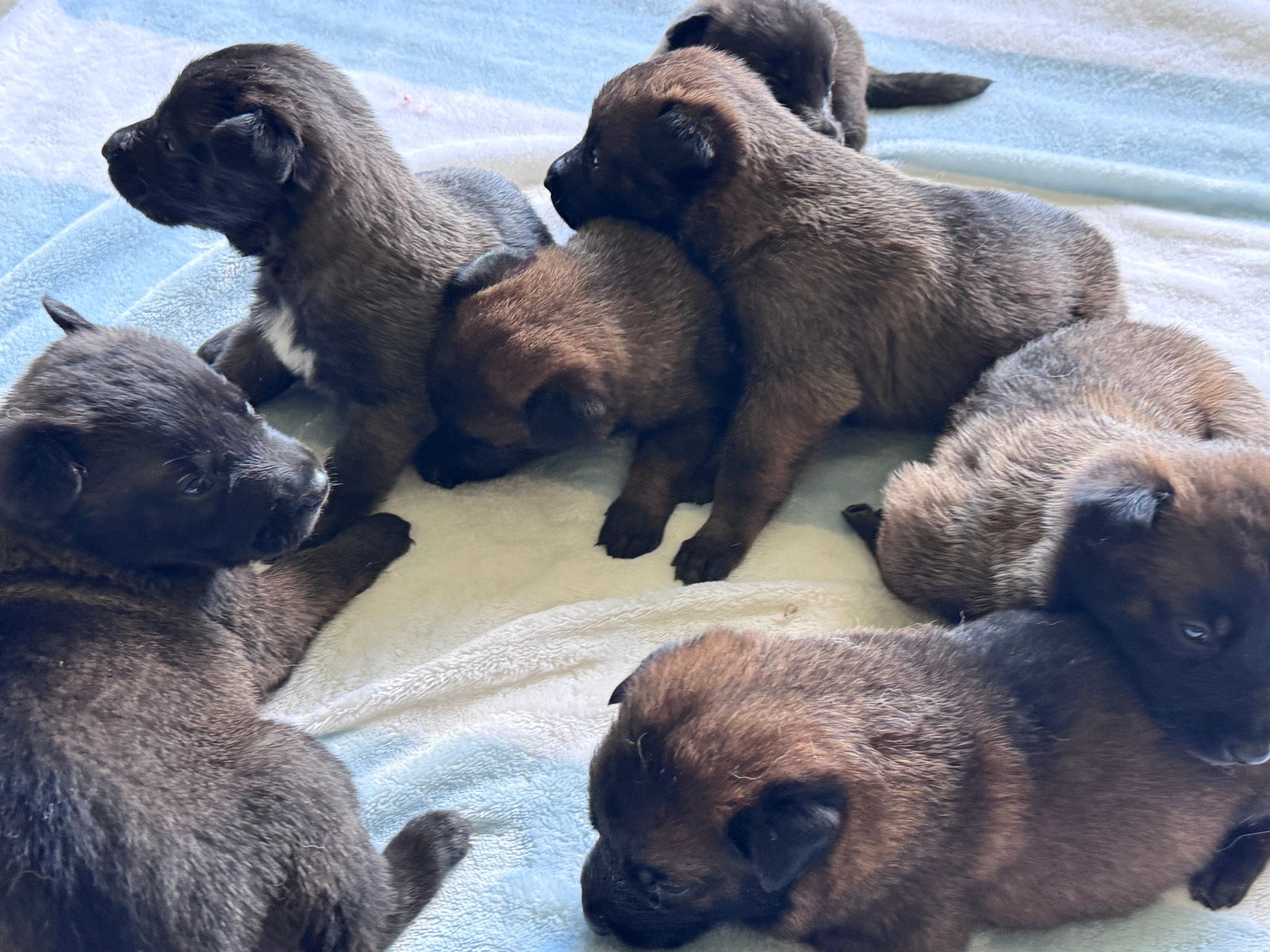 3 week old Belgian Malinois puppies