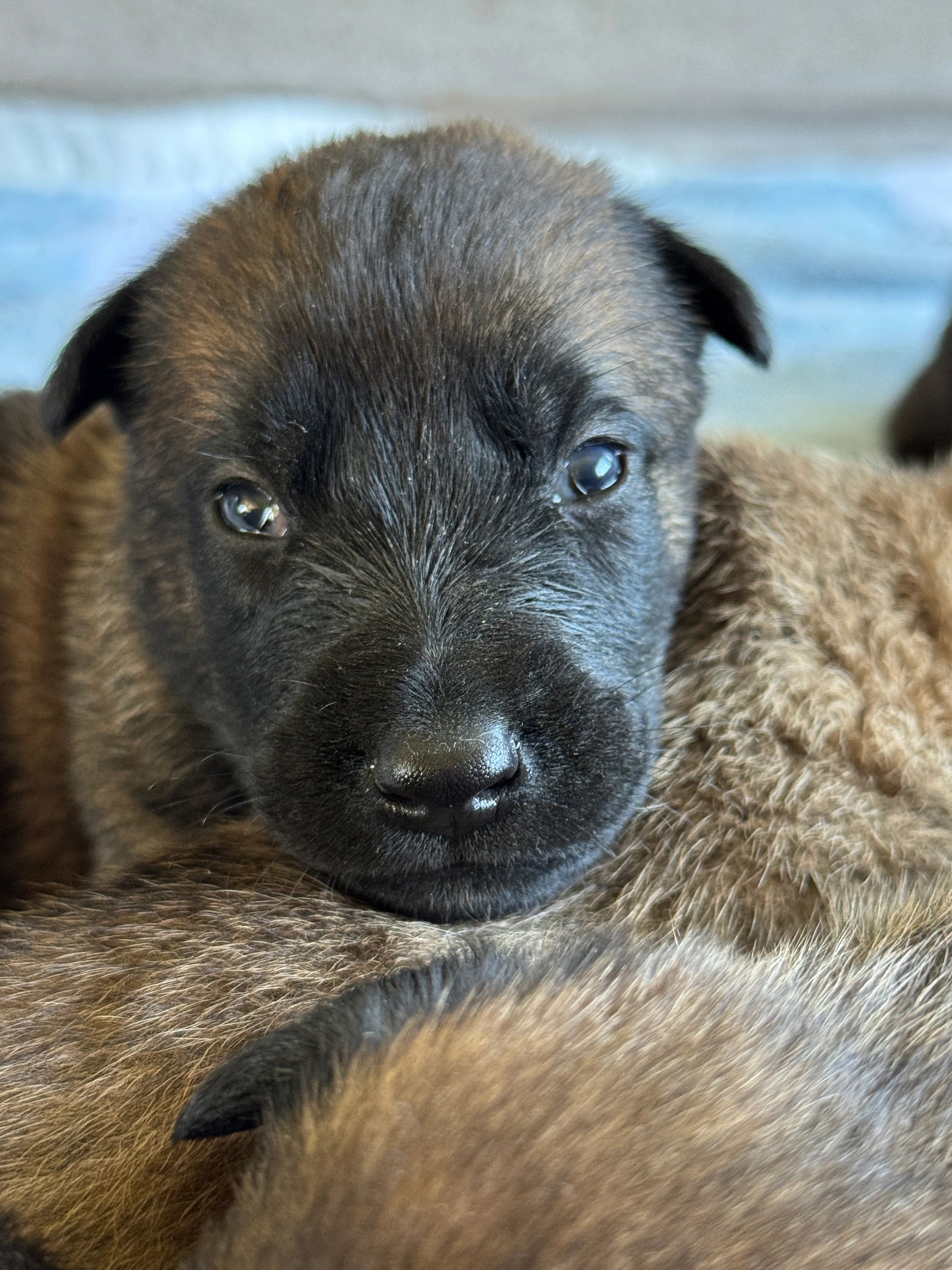 Belgian Malinois puppy