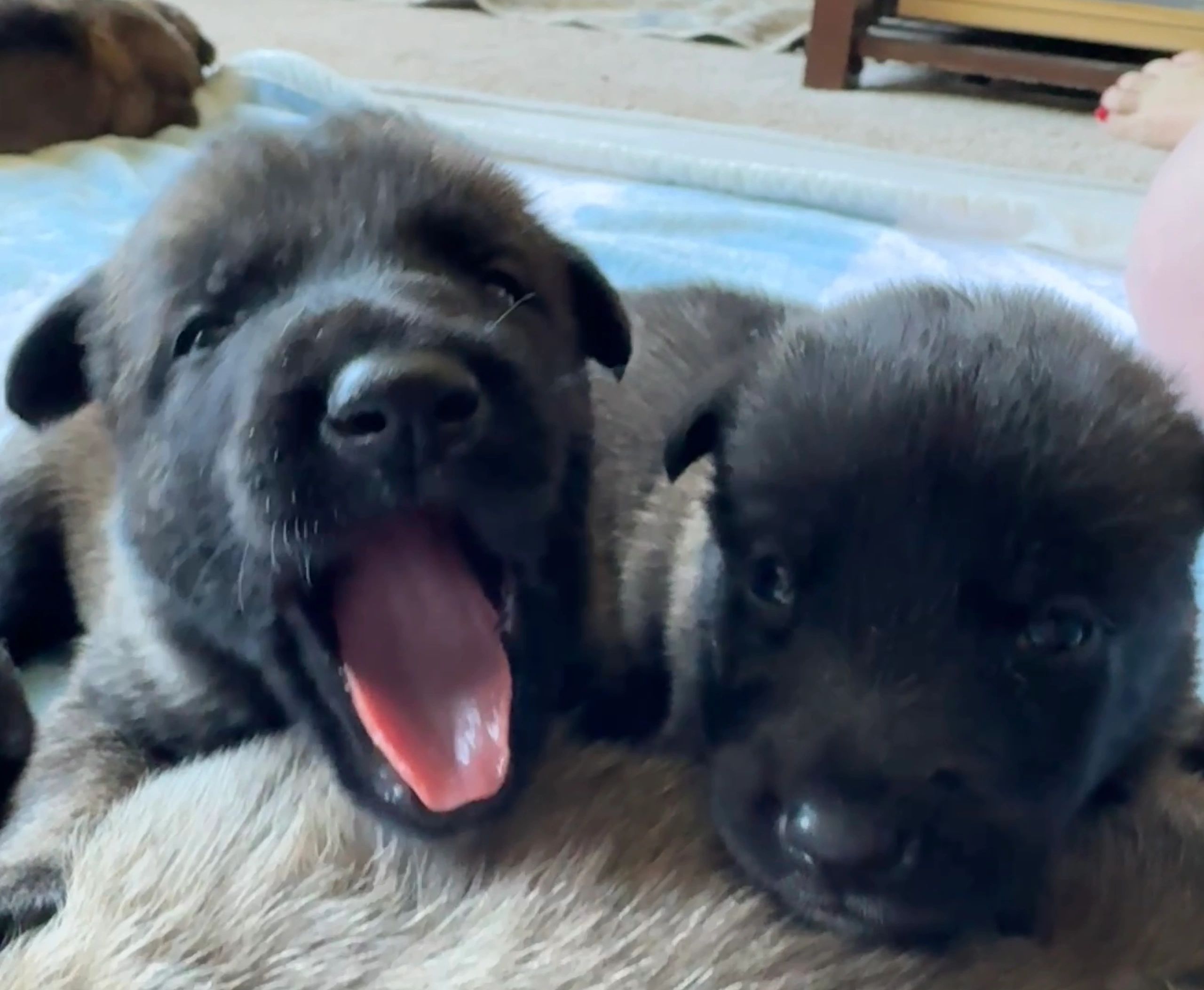 3 week old Belgian Malinois puppies