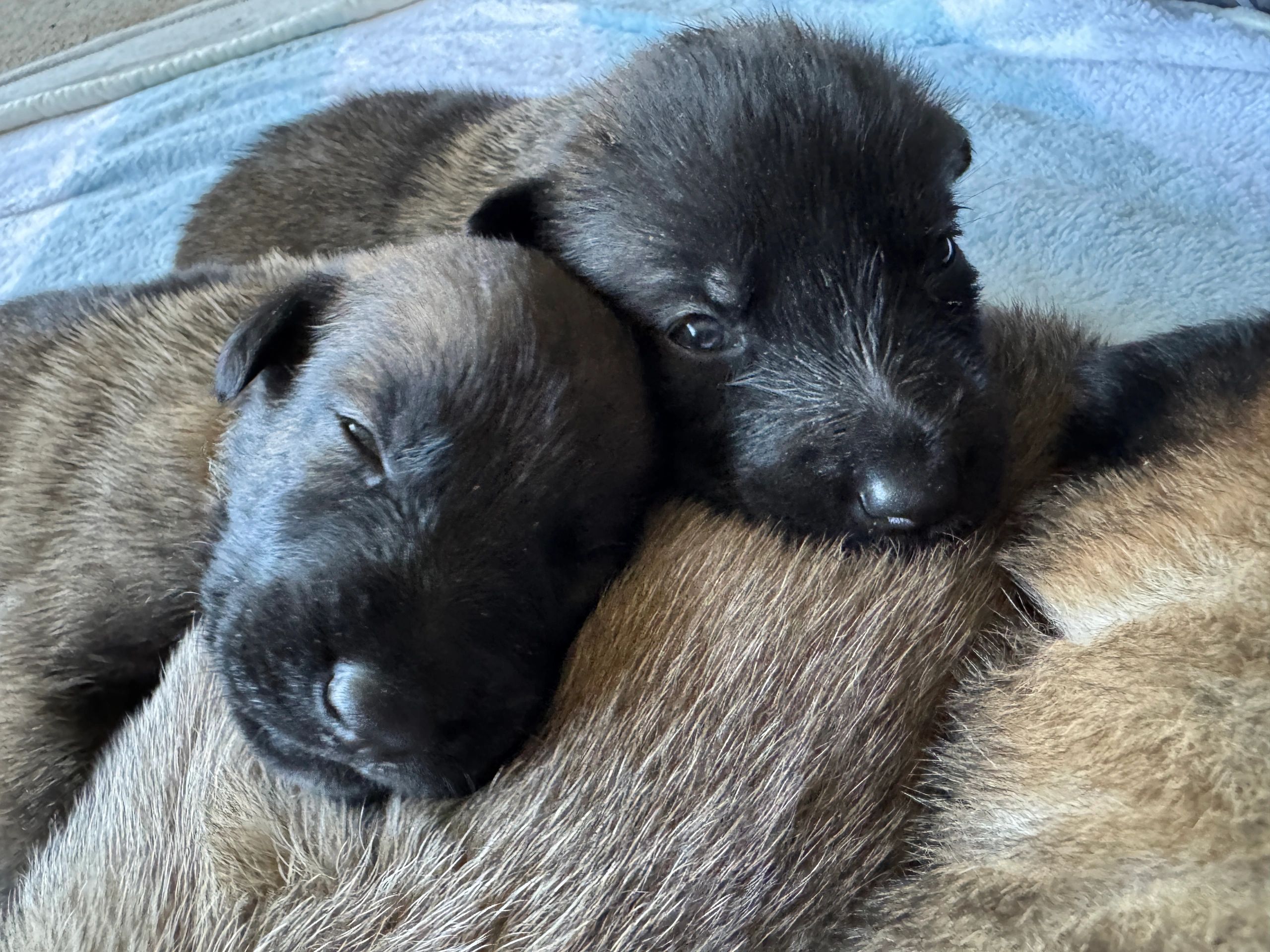 3 week old Belgian Malinois puppies