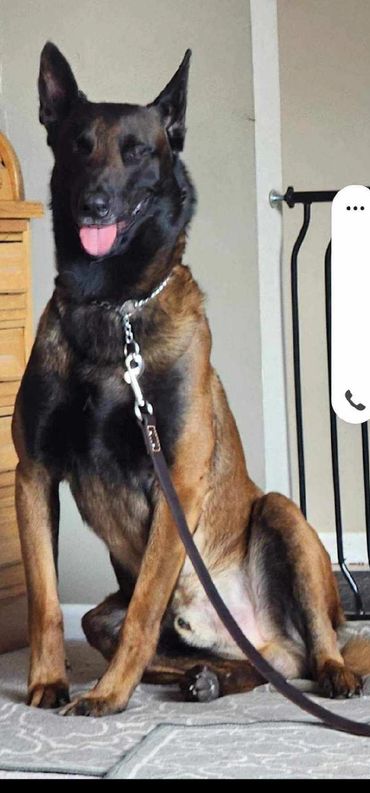 A large brown and black dog sitting indoors with its tongue out.