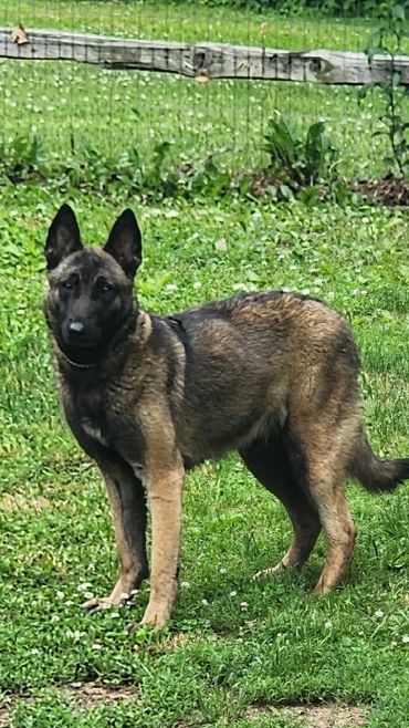 Alert Belgian Malinois standing on grass with a fence in the background.