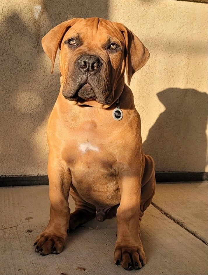How Much Do Boerboels Cost