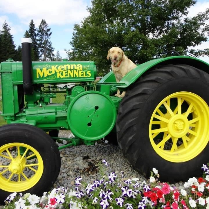 Mckenna Kennels Doggy Daycare, Boarding