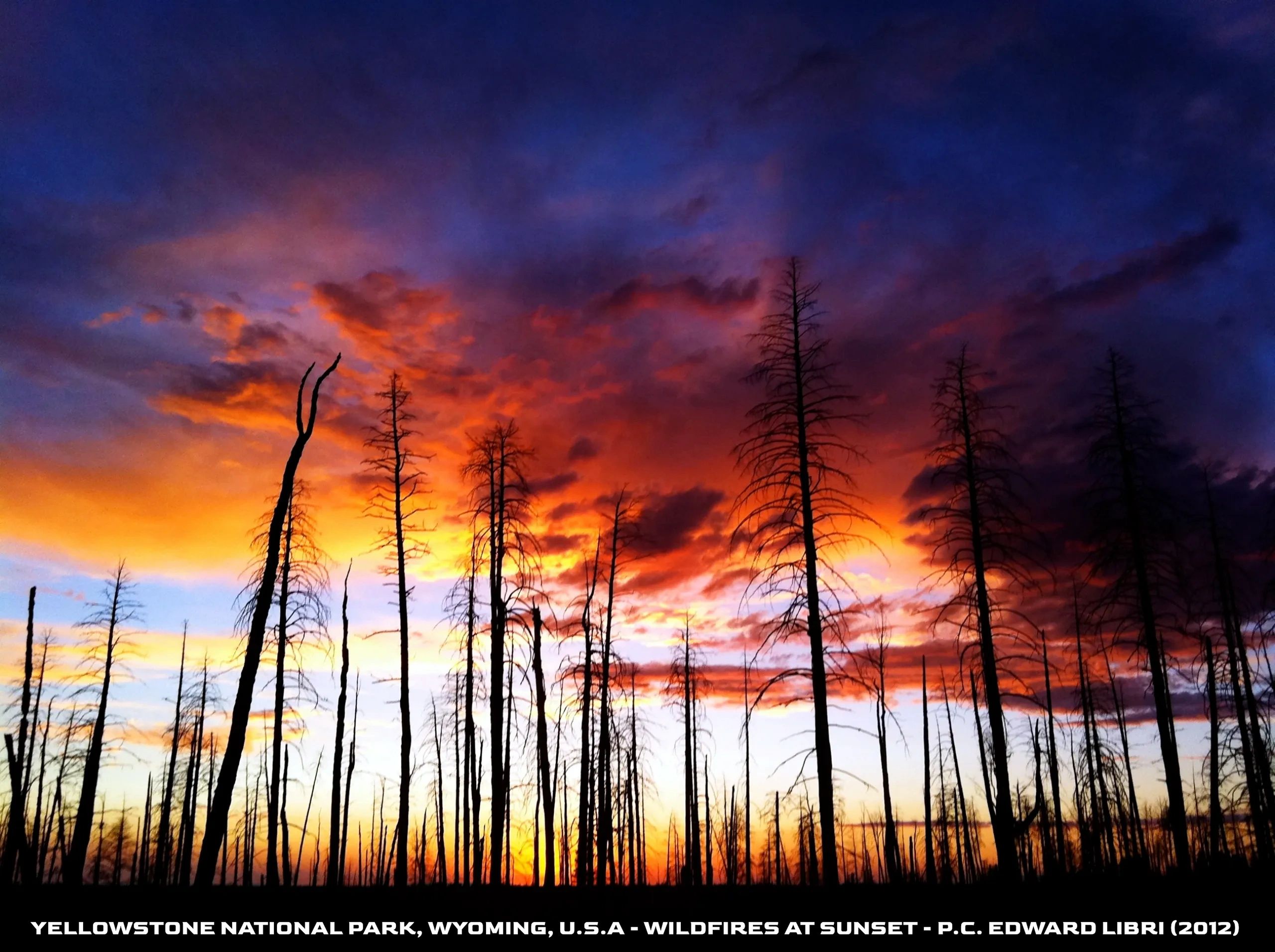 Sunset sky glowing behind burnt trees in Yellowstone National Park wildfire aftermath.