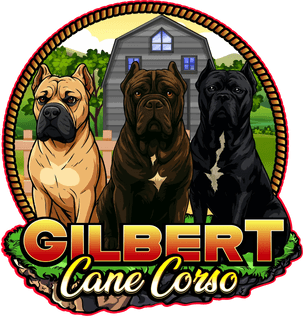 Gilbert Cane Corso