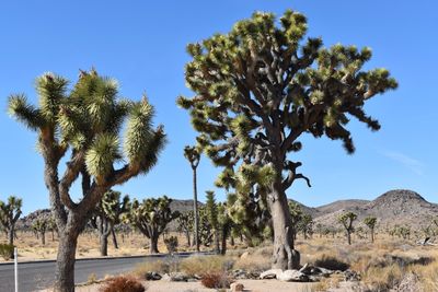 Joshua Tree
U2
Mojave Desert
California
Yucca brevifolia