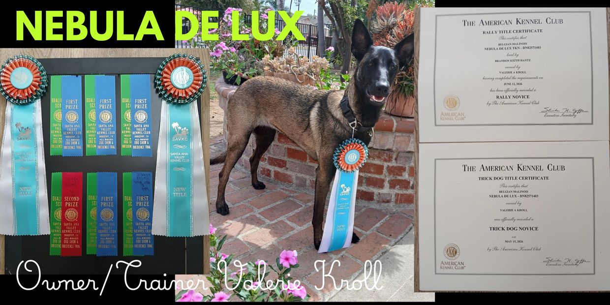 Belgian Malinois Nebula de Lux with multiple ribbons and AKC certificates.