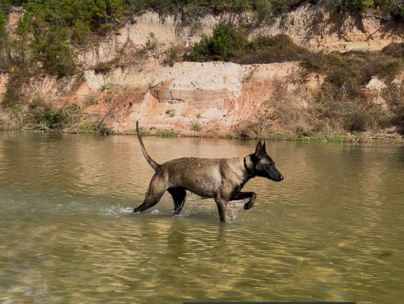A dog walking through shallow water near a rocky shoreline.