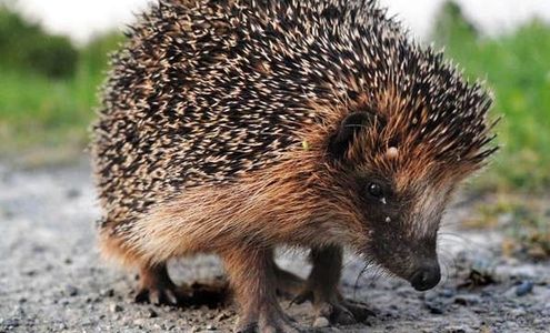 A small Hedgehog 
