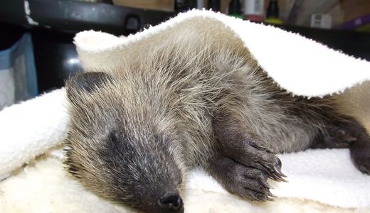 Hedgehog sleeping