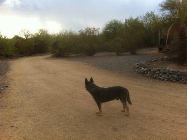 Dirt Road Recording mascot.