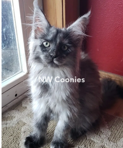 Giant Maine Coon Cats for Sale, Black Smoke Silver