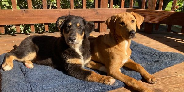 Two puppies relaxing in the sun