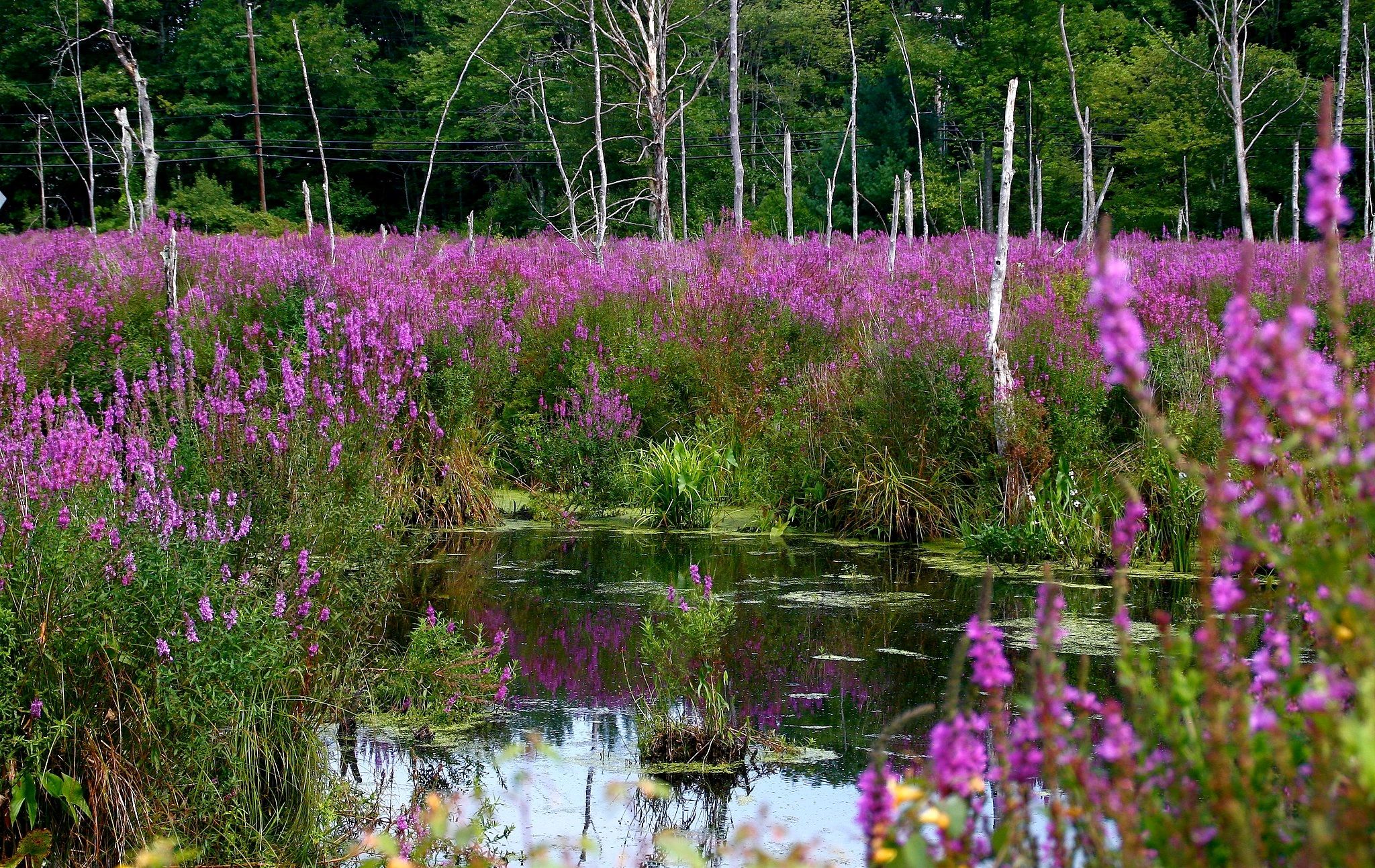 purple-loosestrife-a-beautiful-menace