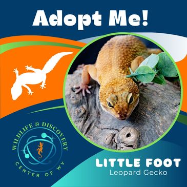Adopt Little Foot, a Leopard Gecko, from Wildlife &amp; Discovery Center of WA.