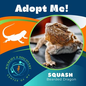 Bearded dragon named Squash available for adoption at Wildlife &amp; Discovery Center.
