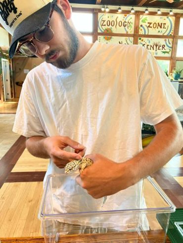 A man in a white shirt holding a leopard gecko inside a facility.