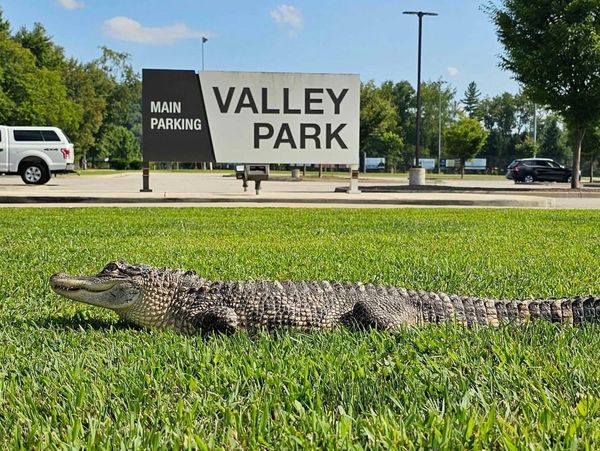 Alligator resting on grass near Valley Park parking lot.