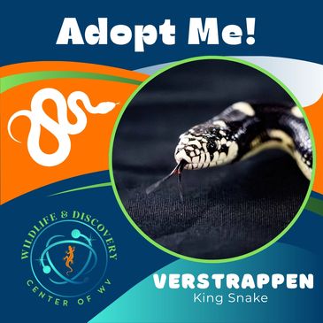 Adopt Verstrappen, the King Snake, at Wildlife &amp; Discovery Center of WV.