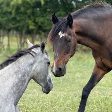 Horses on grass livery at The Robinsons Retirement Ranch