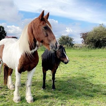 Senior horses on livery at The Robinsons Retirement Ranch