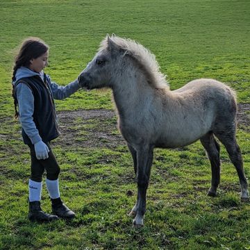 Horses on livery at The Robinsons Retirement Ranch